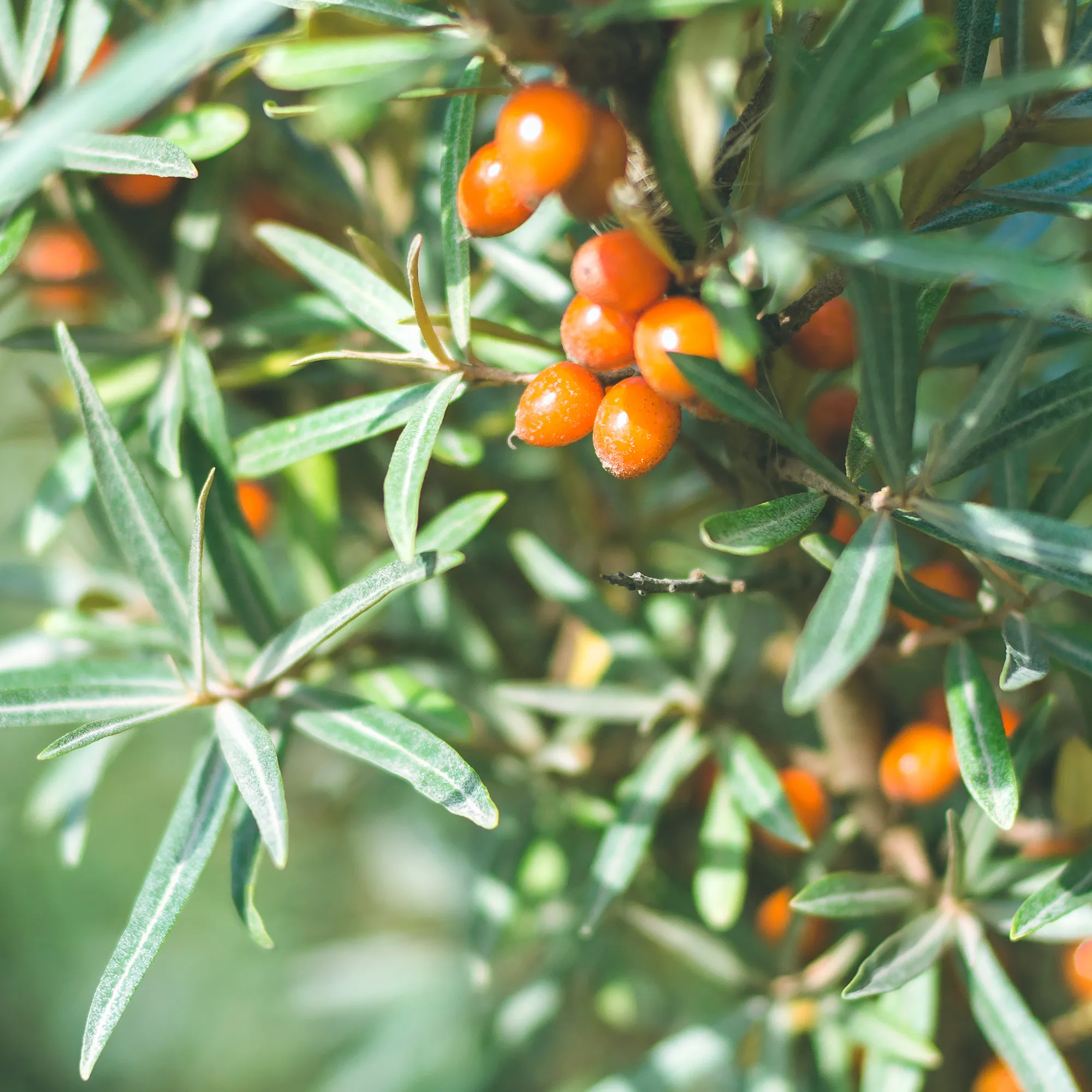 Rausch Hairspray Strong Non-Aerosol