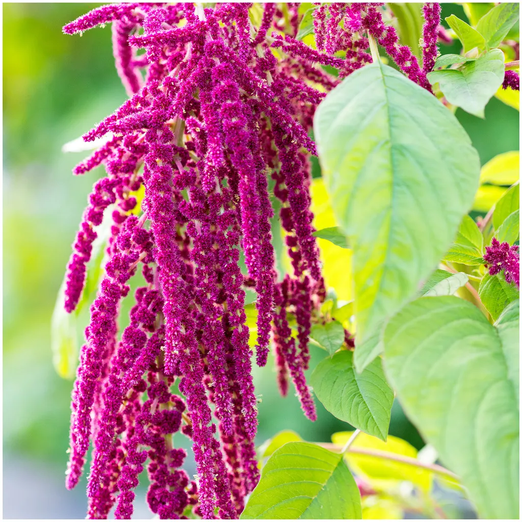 Rausch Repair Shampoo mit Kamille und Amaranth