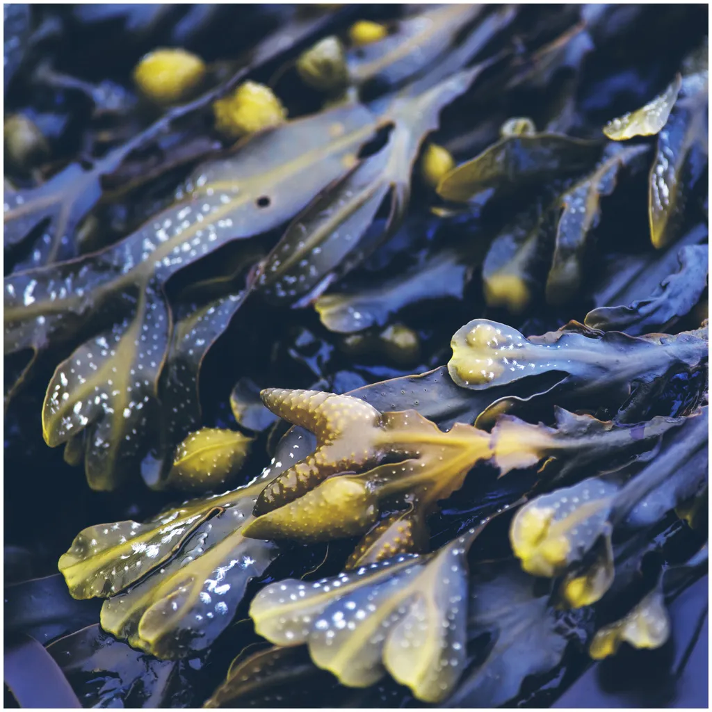 Rausch Fett-Stopp Shampoo mit Meerestang