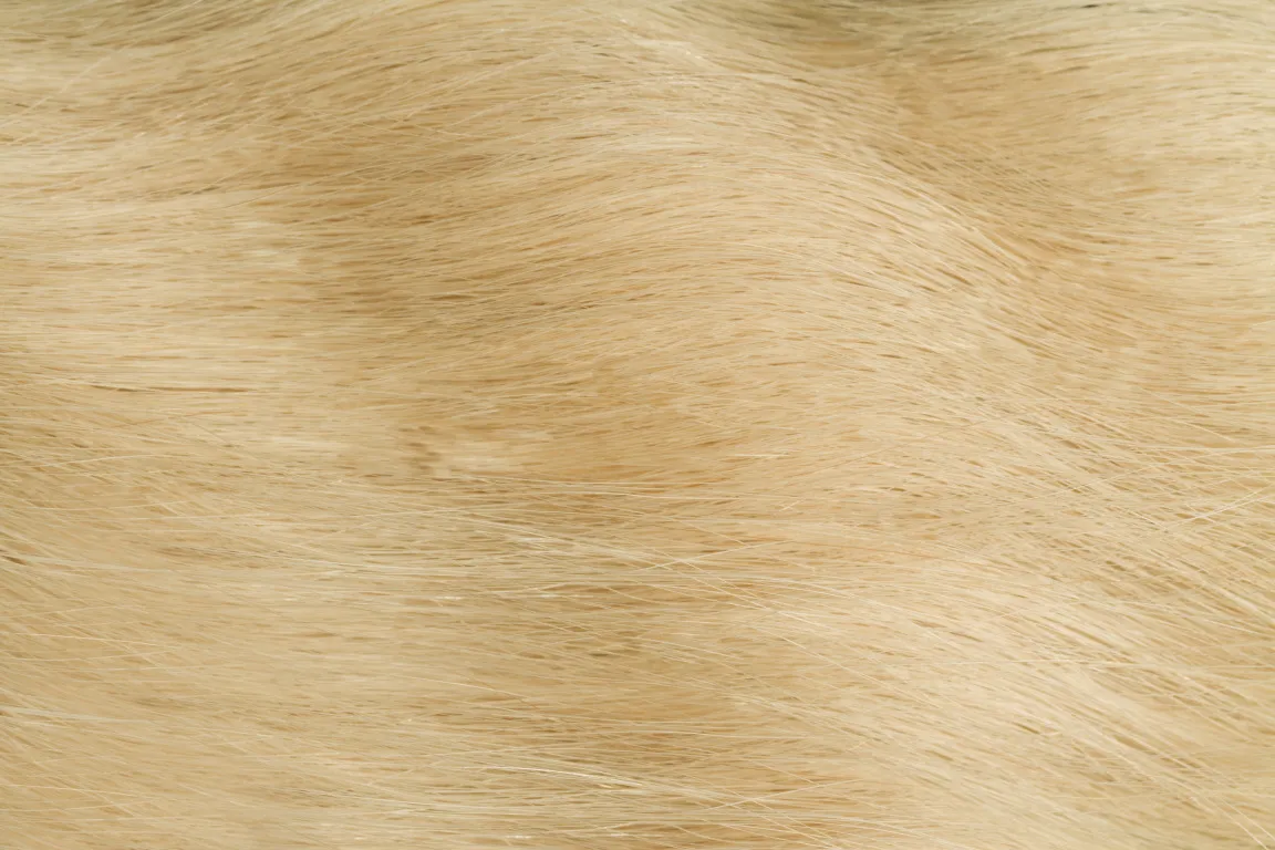 Gold Fever Bonding Extensions 25 cm