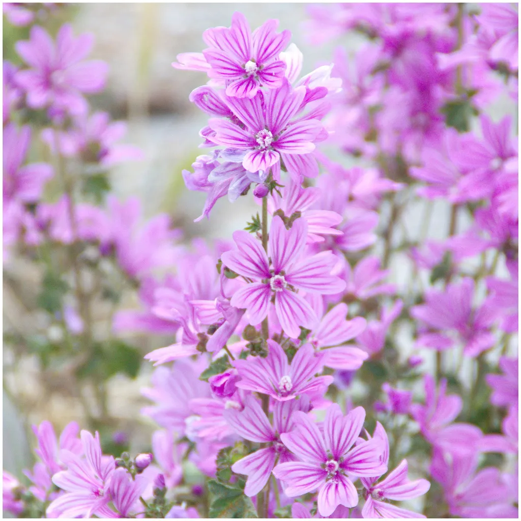 Rausch Feuchtigkeit Shower Gel mit Malve