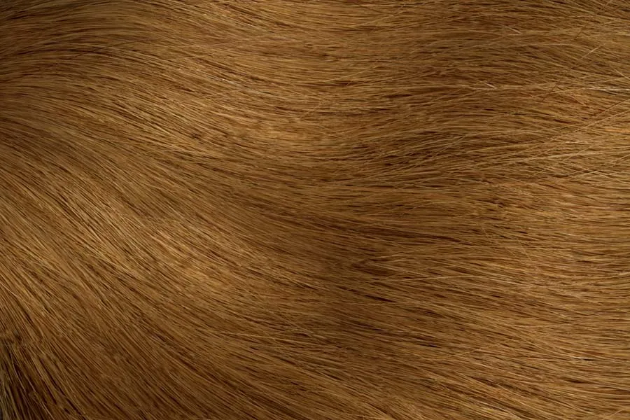 Gold Fever Bonding Extensions 35 cm